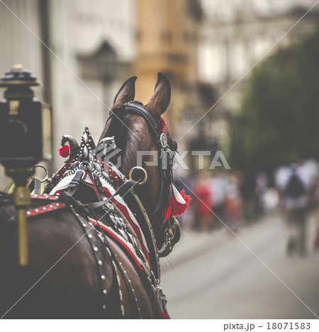Horses and carts on the market in Krakow, Poland. 18071583