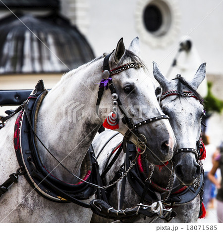 Horses and carts on the market in Krakow, Poland. Horses and carts on the market in Krakow, Poland. 18071585
