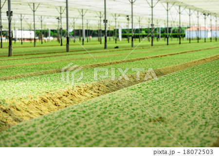 Greenhouse Incubator of the salad chews 18072503