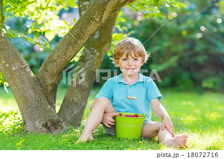 Happy funny kid boy eating raspberries in home's garden Happy funny kid boy eating raspberries in home's garden 18072716
