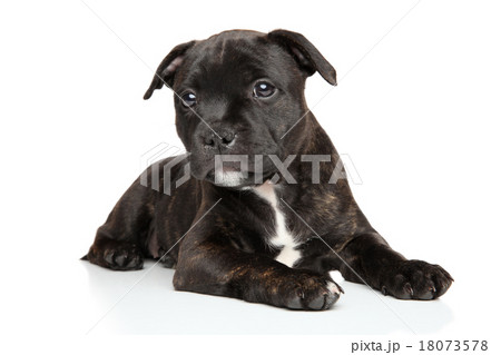 Staffordshire bull terrier puppy 18073578