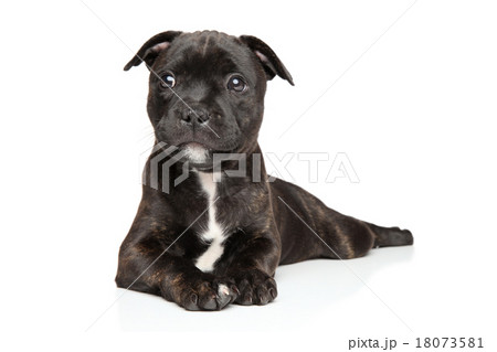 Staffordshire bull terrier puppy Staffordshire bull terrier puppy 18073581