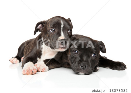 Staffordshire bull terrier puppies 18073582