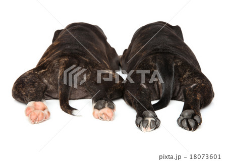 Staffordshire bull terrier puppy paws Staffordshire bull terrier puppy paws 18073601