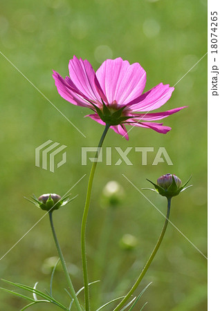 コスモス 18074265