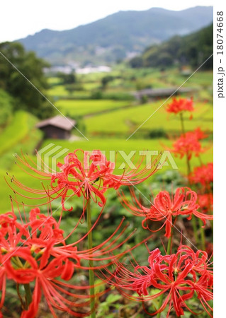 明日香稲渕の彼岸花 明日香稲渕の彼岸花 18074668