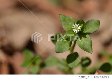 コハコベ コハコベ 18074891