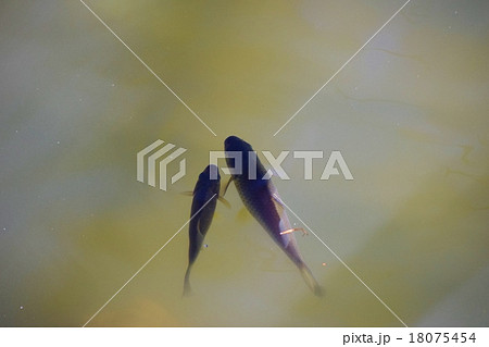 八丁池の鮒 八丁池の鮒 18075454