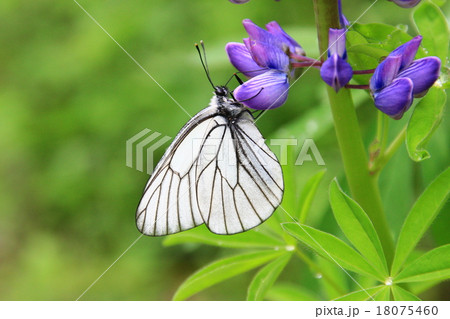 エゾシロチョウ エゾシロチョウ 18075460