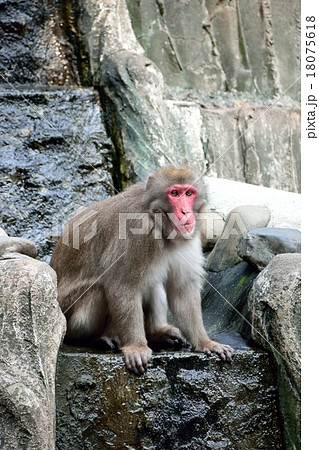 サル サル 18075618