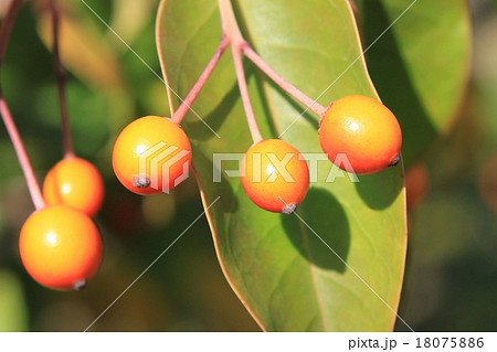 ソヨゴの実の写真素材