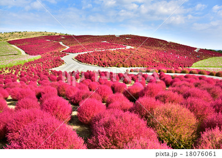 国営ひたち海浜公園　コキアの紅葉 18076061