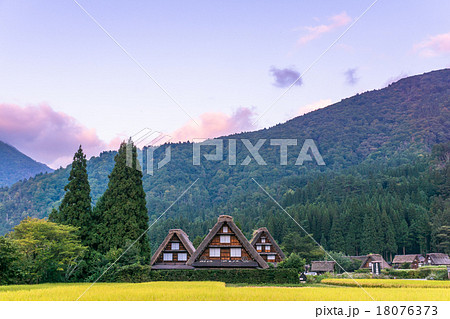 秋の夕暮れの白川郷【稲穂と合掌造り集落】 18076373