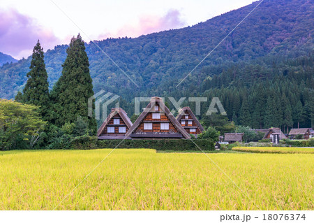 秋の夕暮れの白川郷【稲穂と合掌造り集落】 秋の夕暮れの白川郷【稲穂と合掌造り集落】 18076374