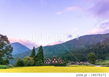 秋の夕暮れの白川郷【稲穂と合掌造り集落】 18076375
