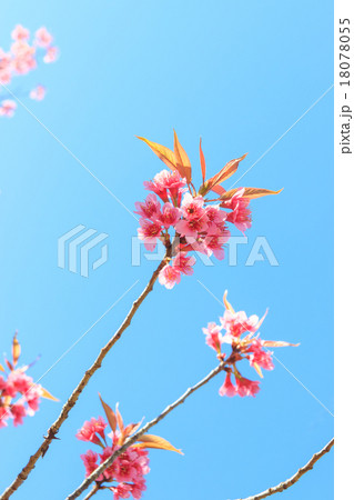 Wild Himalayan Cherry spring blossom 18078055