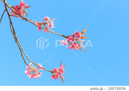Wild Himalayan Cherry spring blossom 18078056
