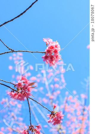 Wild Himalayan Cherry spring blossom 18078067