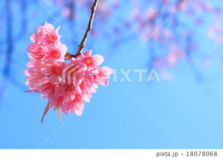 Wild Himalayan Cherry spring blossom 18078068