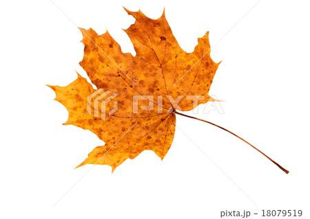Dry autumn leaf Dry autumn leaf 18079519