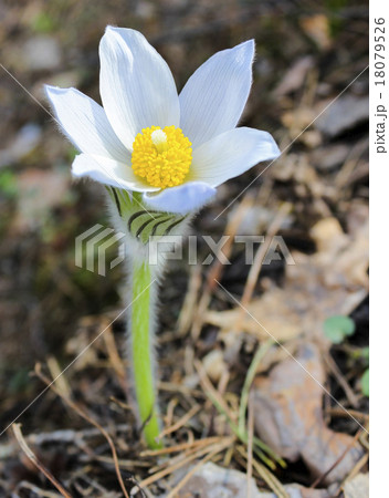 First spring snowdrop 18079526