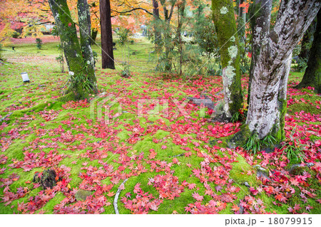 天龍寺塔頭 宝厳院 苔庭に降り積もる紅葉の写真素材