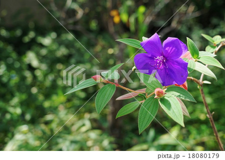 10月花 シコンノボタン・キンポウゲ科25 10月花 シコンノボタン・キンポウゲ科25 18080179