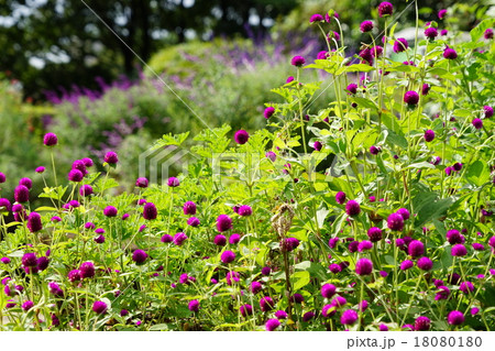 10月花 センニチコウ・ヒユ科53 10月花 センニチコウ・ヒユ科53 18080180