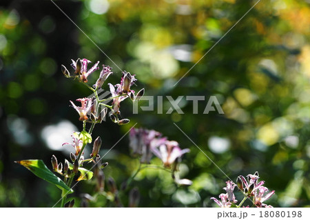 10月花 ホトトギス・ユリ科108 10月花 ホトトギス・ユリ科108 18080198