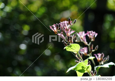 10月花 ホトトギス・ユリ科110 10月花 ホトトギス・ユリ科110 18080200