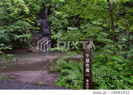 奥入瀬の千筋の滝 奥入瀬の千筋の滝 18081032