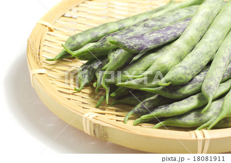 さやいんげん　秋縞ささげ　 18081911