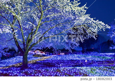 夜桜 18082003
