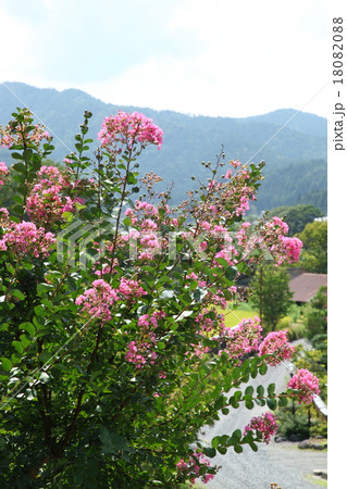 大原の百日紅 18082088