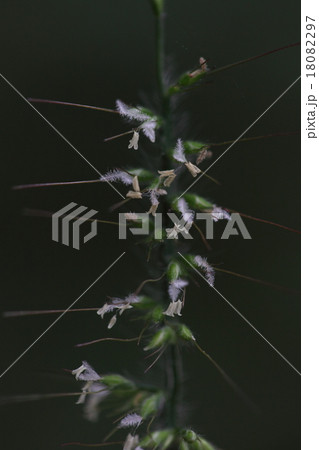 自然 植物 チヂミザサ、小さな穂にまばらに白い綿毛のような花。花の感じはチゴザサに似ています 自然 植物 チヂミザサ、小さな穂にまばらに白い綿毛のような花。花の感じはチゴザサに似ています 18082297