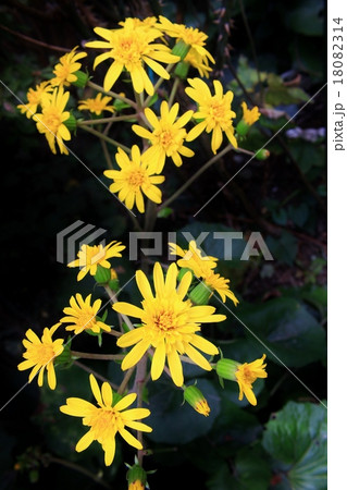 庭に咲くツワブキの花 18082314