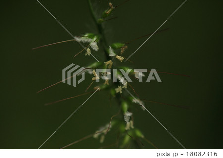 自然 植物 チヂミザサ、実はいわゆる「ひっつき虫」ですが粘液がべたついてより厄介な感じがします 自然 植物 チヂミザサ、実はいわゆる「ひっつき虫」ですが粘液がべたついてより厄介な感じがします 18082316