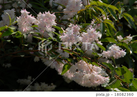 サラサウツギ 18082360