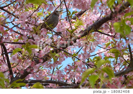 川津桜 