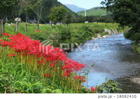 大原の彼岸花 18082410