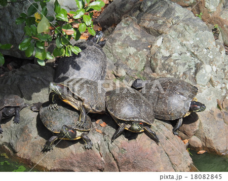 亀 18082845