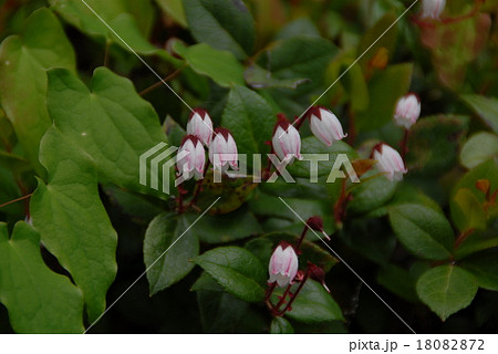 アカモノ 18082872