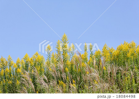 セイタカアワダチソウ 18084498