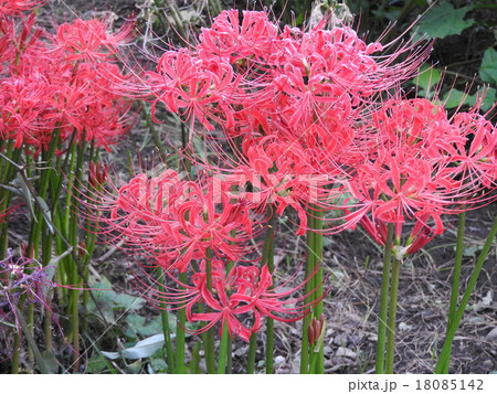 お彼岸頃、田んぼの畦道などに群生して咲く。秋の訪れを感じさせる曼珠沙華の花。 18085142