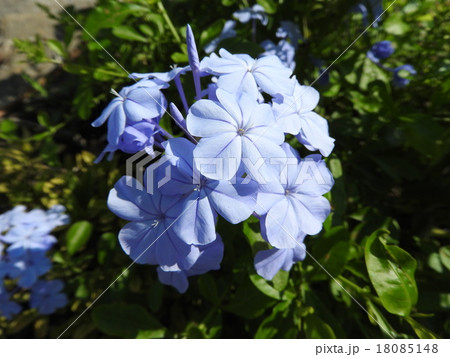 夏を涼やかに彩る魅力的な白い花、ルリマツリ。花言葉は密かな情熱。 夏を涼やかに彩る魅力的な白い花、ルリマツリ。花言葉は密かな情熱。 18085148