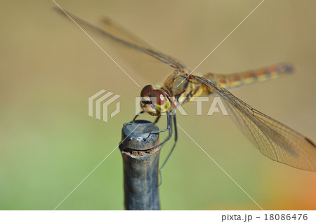 トンボ 18086476