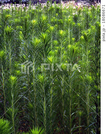 オオアレチノギク 18086671