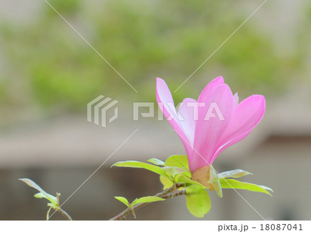 木蓮 木蓮 18087041