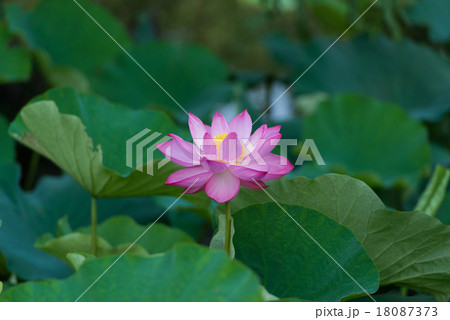 蓮の花 18087373