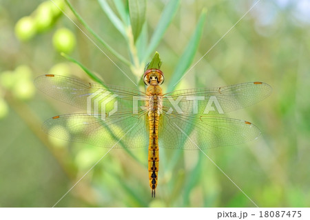 オリーブで休むウスバキトンボ 18087475